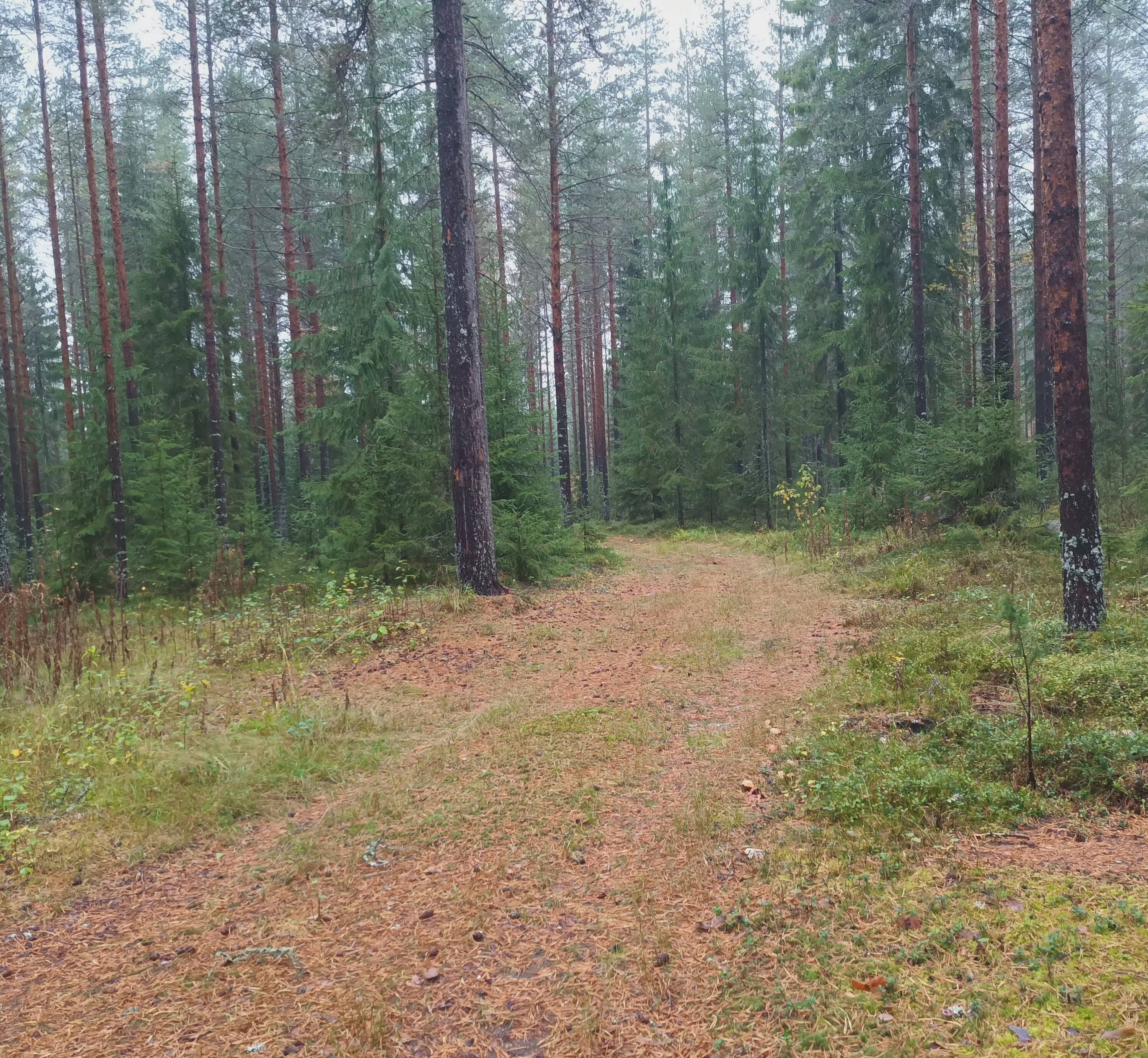 Images Taivallahden Tassut