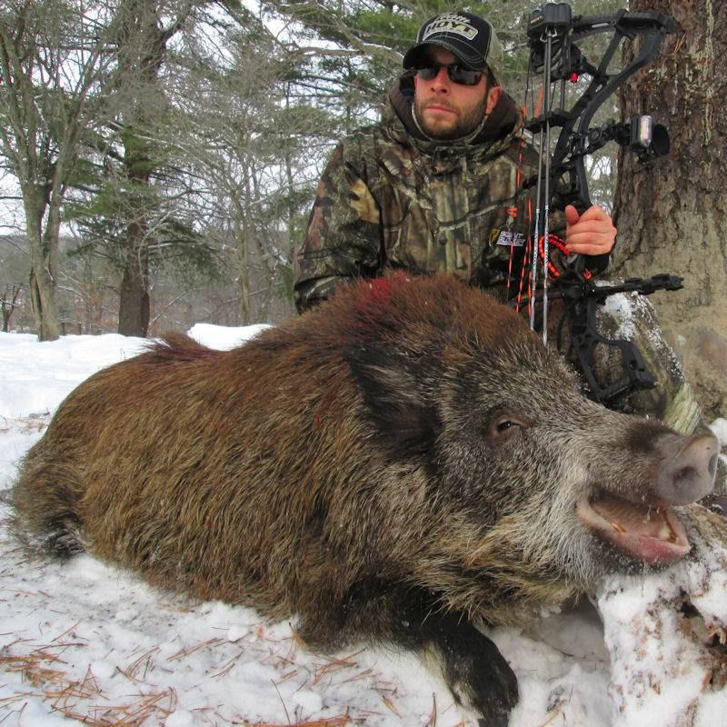 Images Tioga Boar Hunting