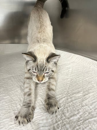 Images VCA Castle Shannon Animal Hospital