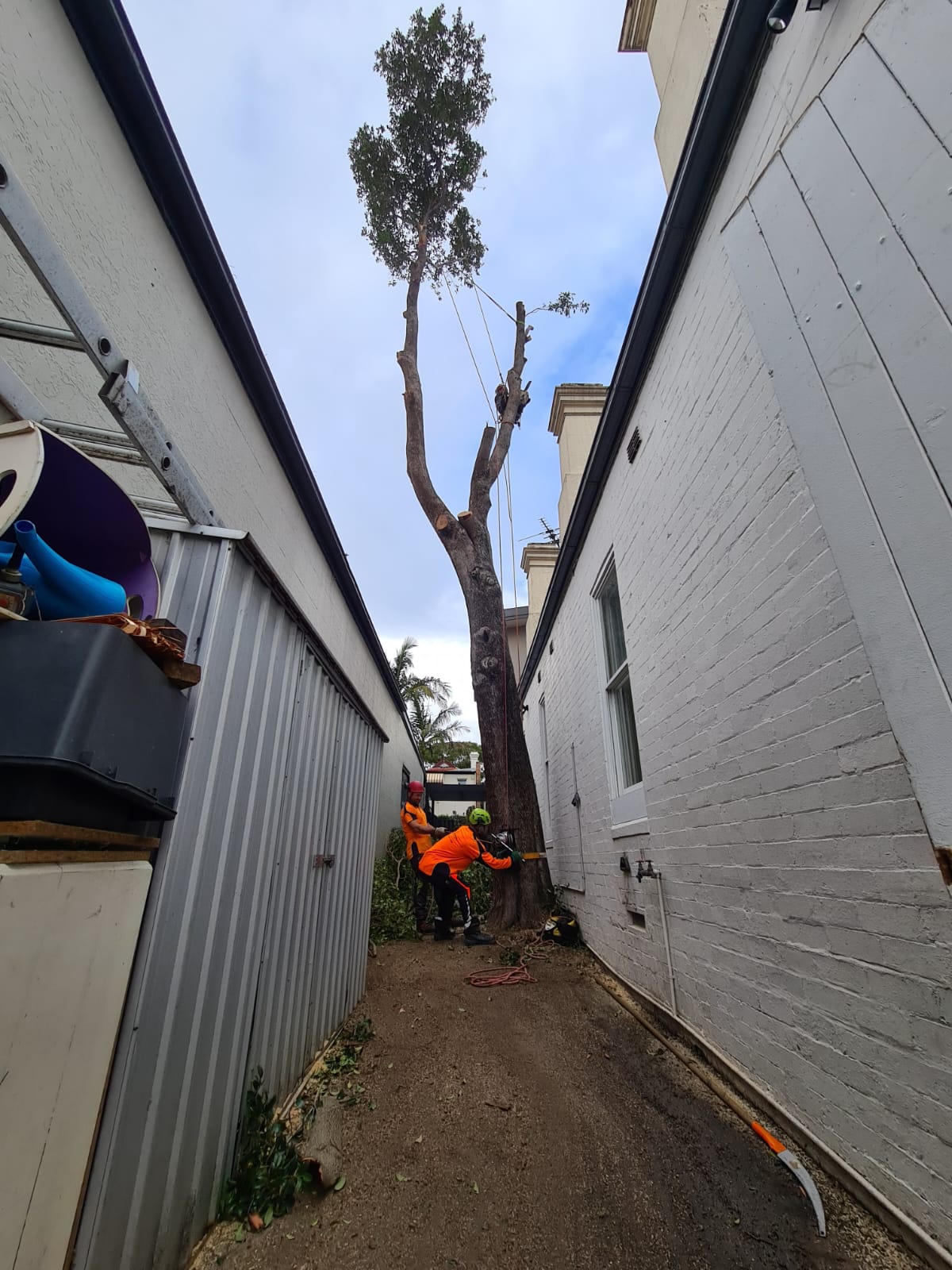 Images Trees Company
