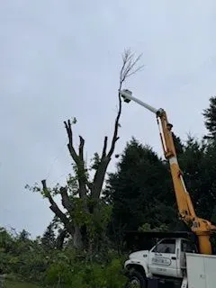 Aubertin Tree Service Image