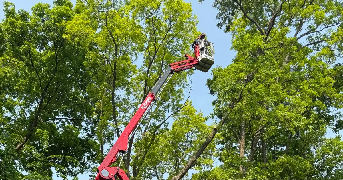 Professional Tree Trimming & Pruning