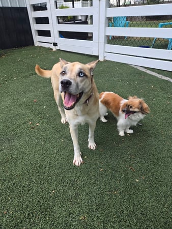 Images Wag Watchers DayCare & Spa