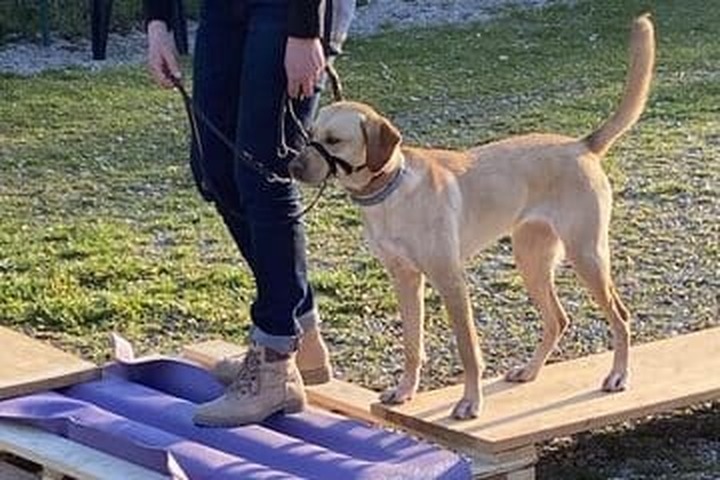 Bilder Hundeschule Wauschlau