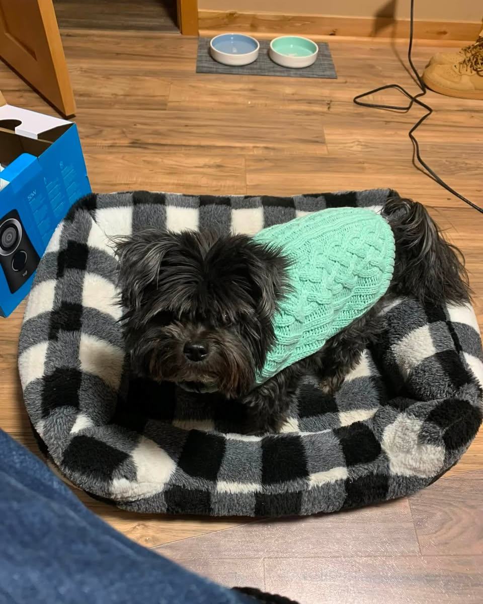 National Dog Day may have been yesterday, but it is never too late to celebrate our amazing team members and their furry companions. Check out these adorable photos of our canine sidekicks who brighten our days at work