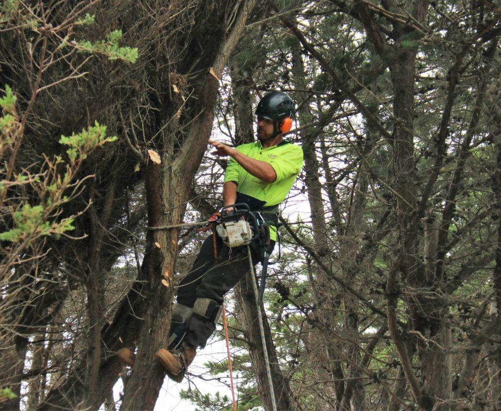 Images Redback Tree Services Greensborough
