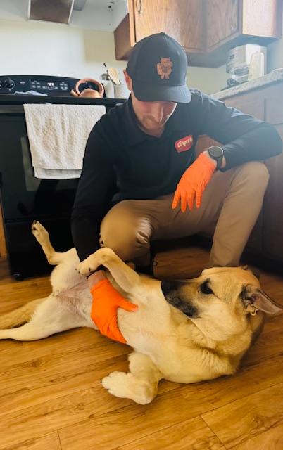 Images Gingerly Pest Control