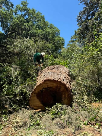 Images Magana Tree Service