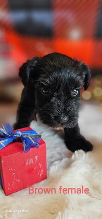 Images A'Lord Miniature Schnauzer
