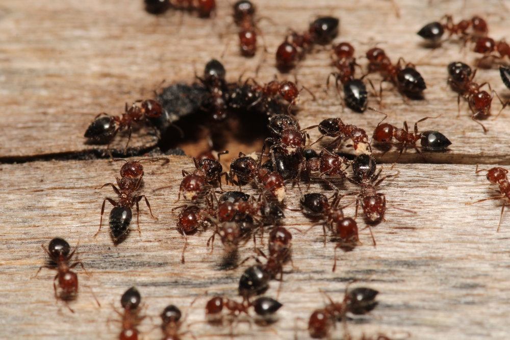 Carpenter ants can do serious damage to your home. They tunnel through wood, weakening it, to build their nests. If you see large black ants or small piles of sawdust, they could be a signs of a bigger problem. Sure Thing Pest Control provides treatments for Cincinnati, Ohio homes that eliminate carpenter ants at the source, helping to prevent future infestations. Do you think you might have these pests? Reach out today before the damage gets worse.