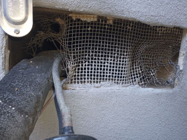 Images Rodent Solution