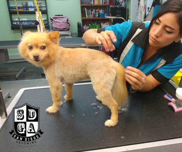 Images San Diego Grooming Academy