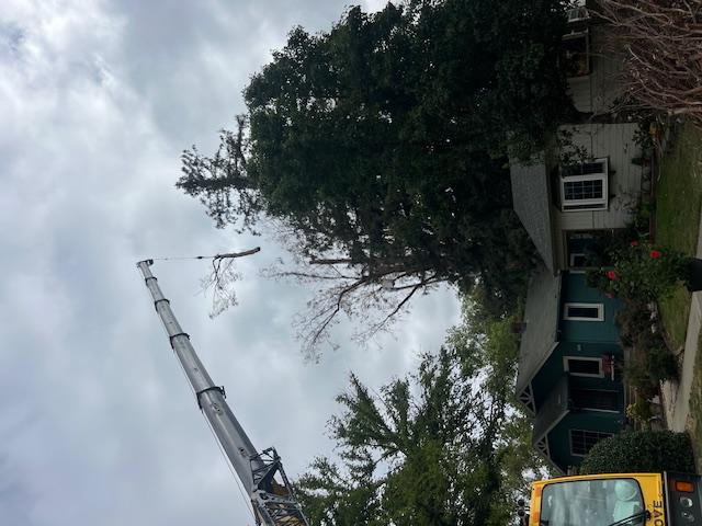 Images Haman Landscape and Tree Service
