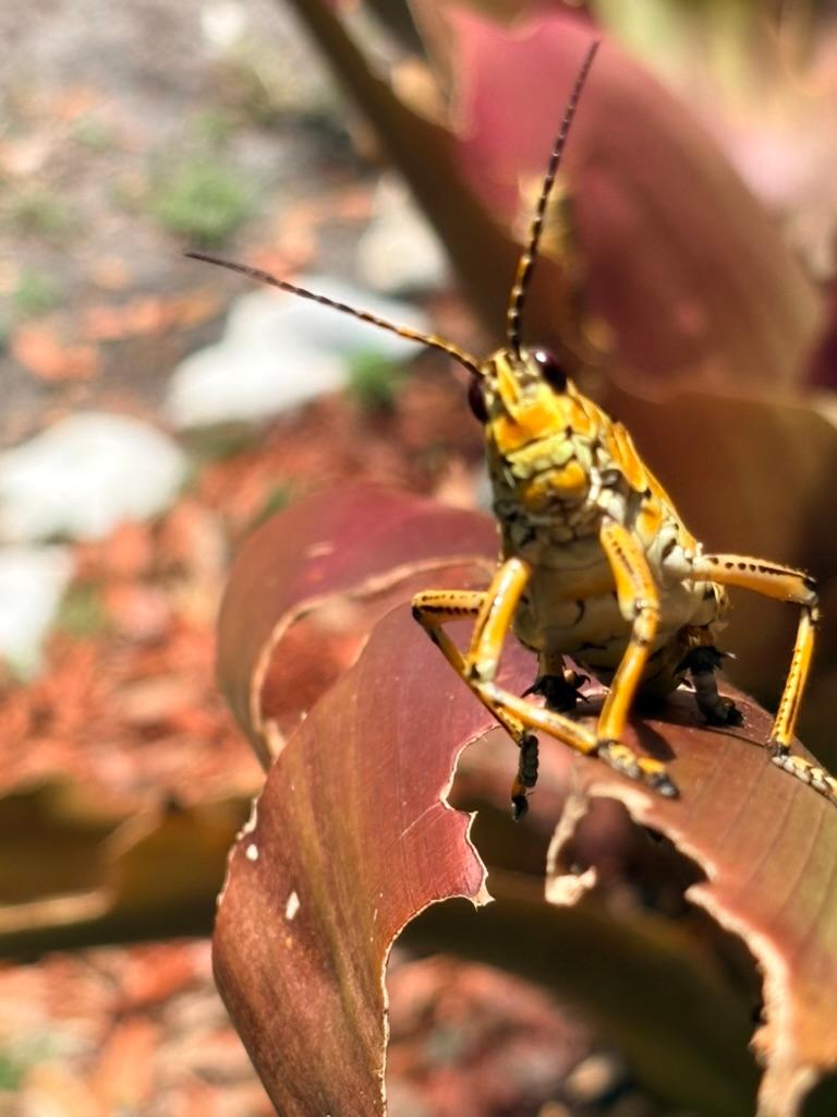 Close-up of a yellow Eastern lubber grasshopper eating a garden plant leaf 