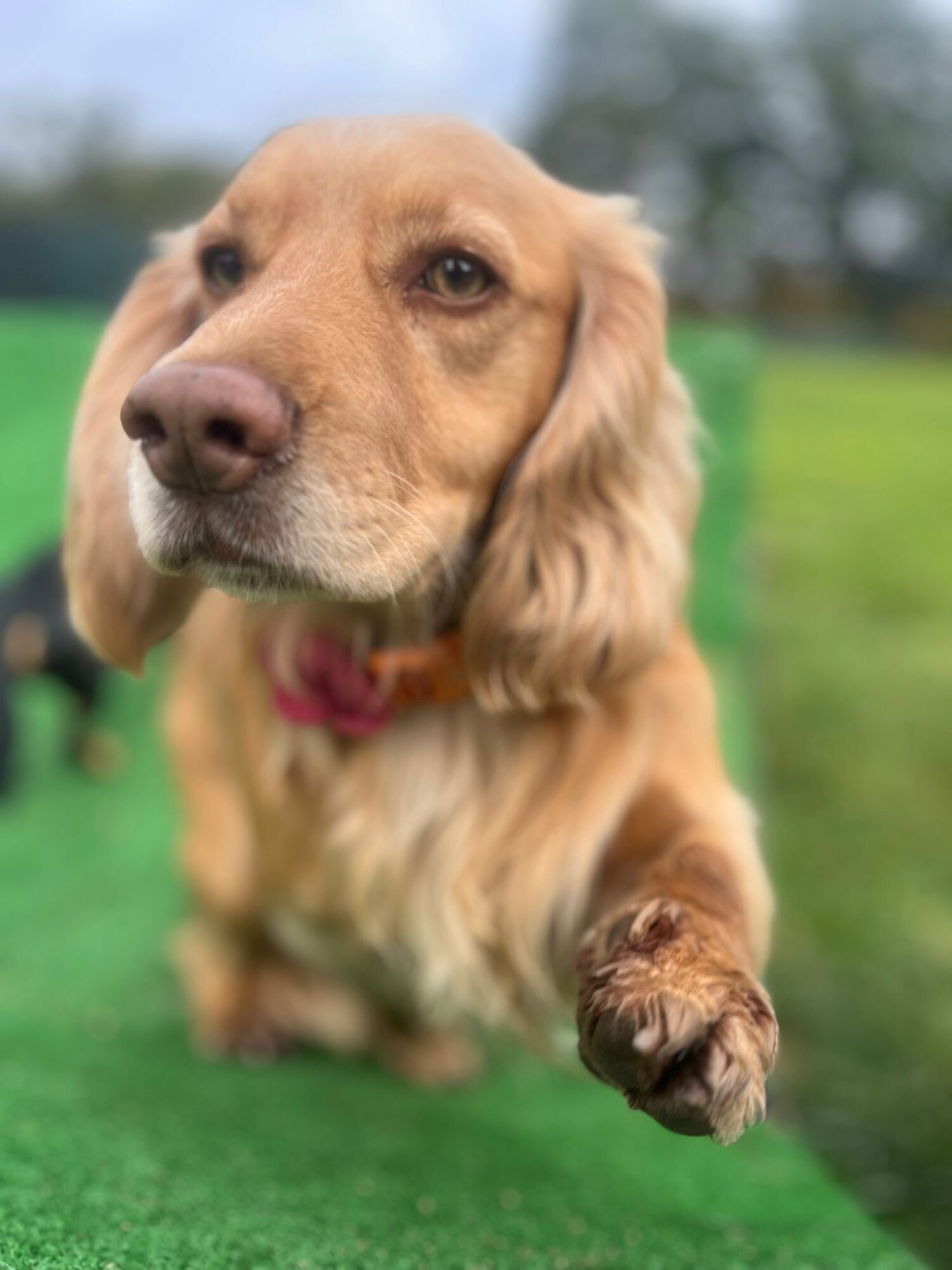 Images Me and My Dog