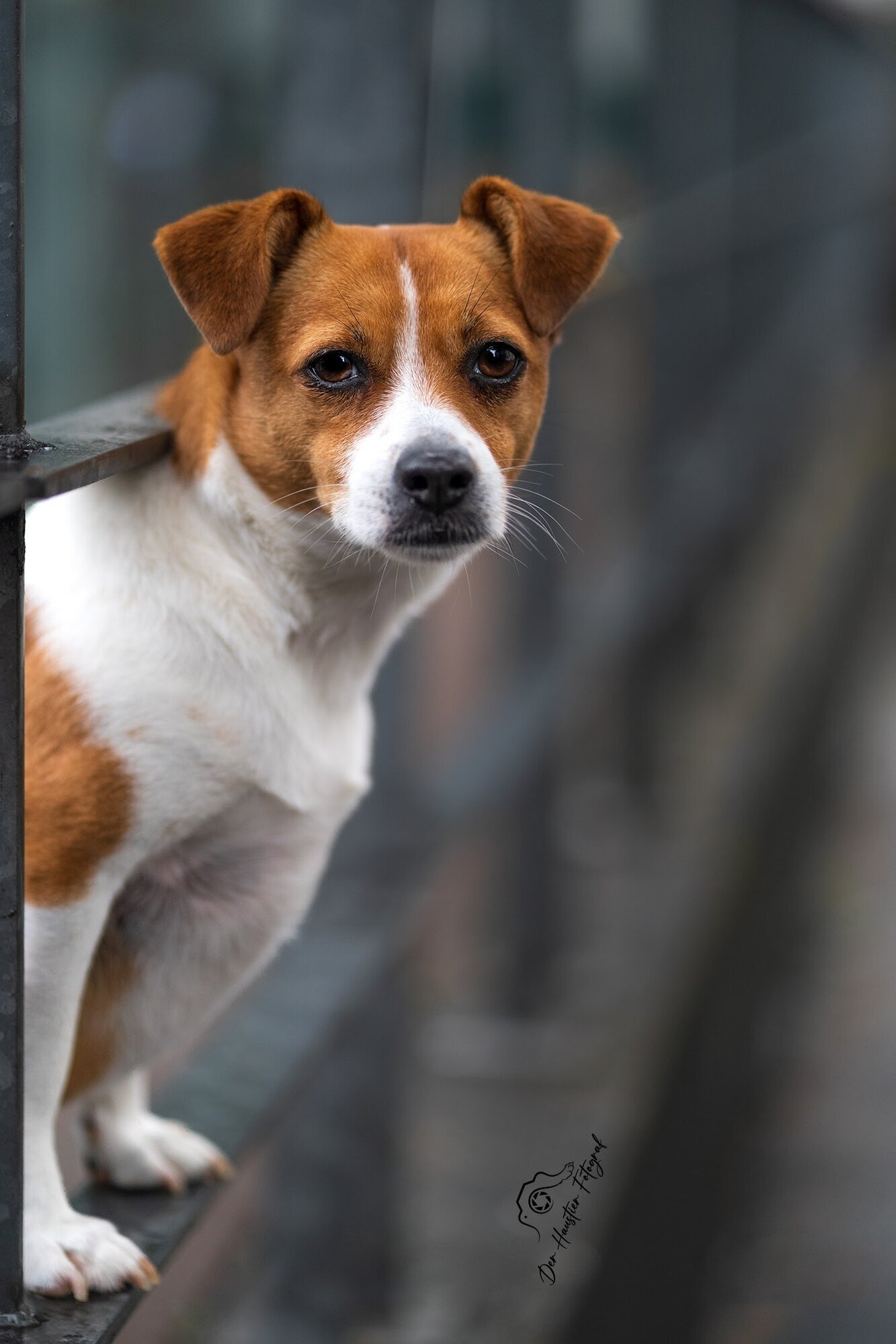 Bilder Der Haustier Fotograf  Hunde- & Tierfotografie aus München
