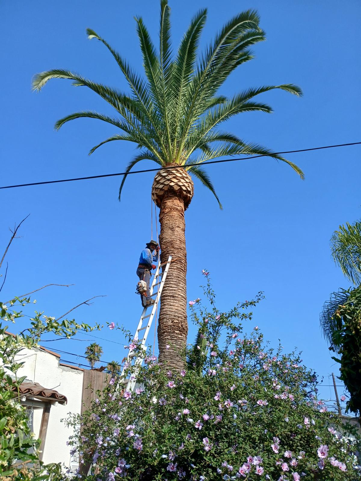 Daniel’s Tree Service Image