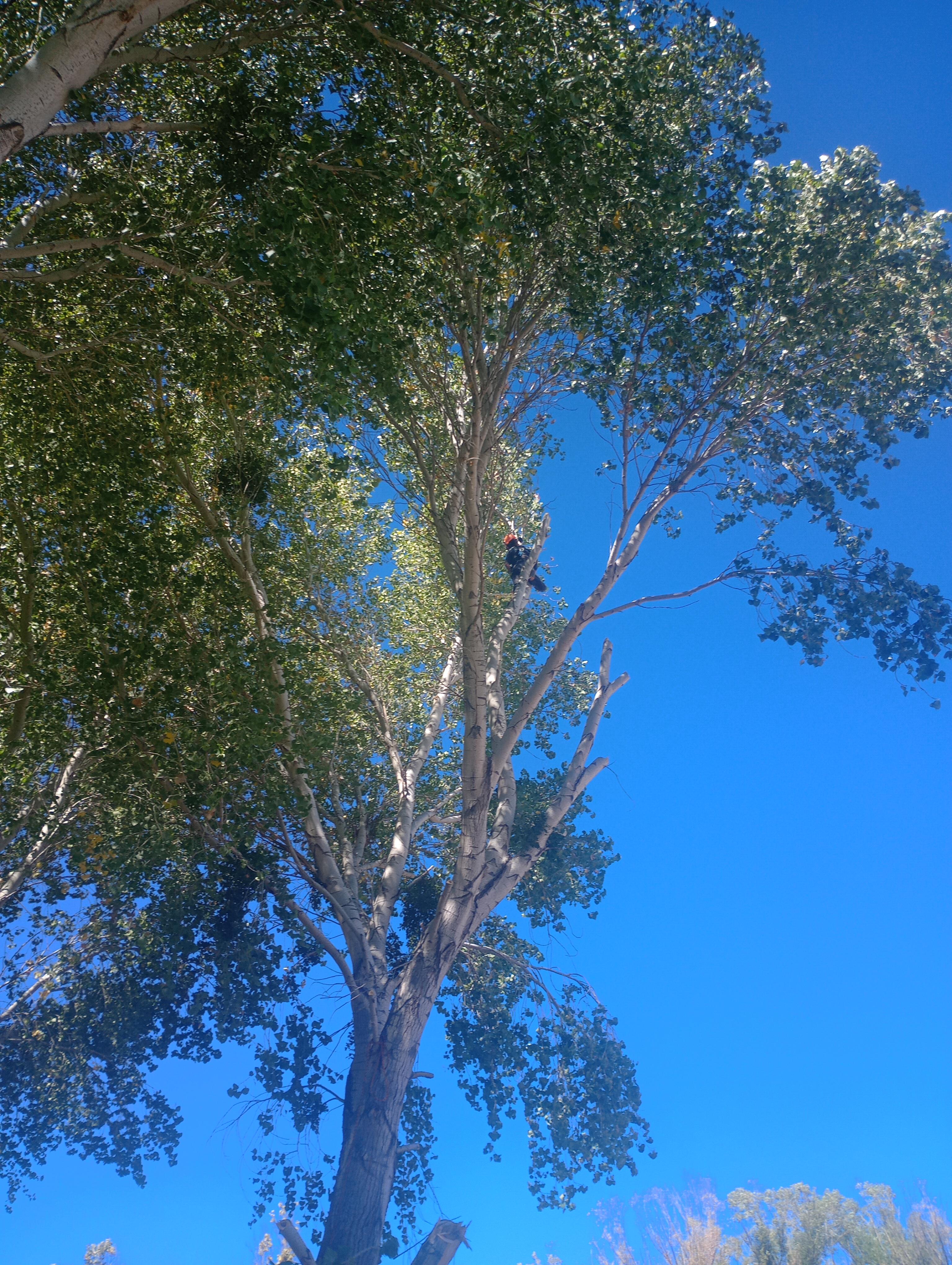 Americus Tree and Landscape Design Logo