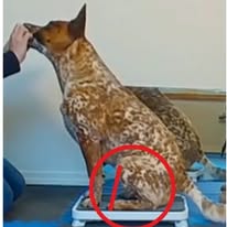 Images Paragon Pups LLC