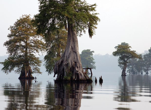Images Cajun Encounters Tour Company