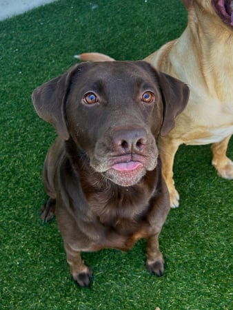 Images Our Dog House in Argyle LLC