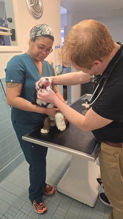 Images Closter Animal Hospital