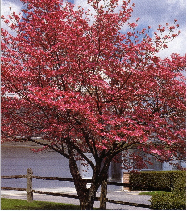 We offer Red (pictured), Pink and White Flowering Dogwood Trees at Settlemyre Nursery plant nursery.