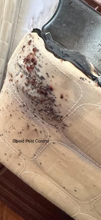 Images Shield Pest Control