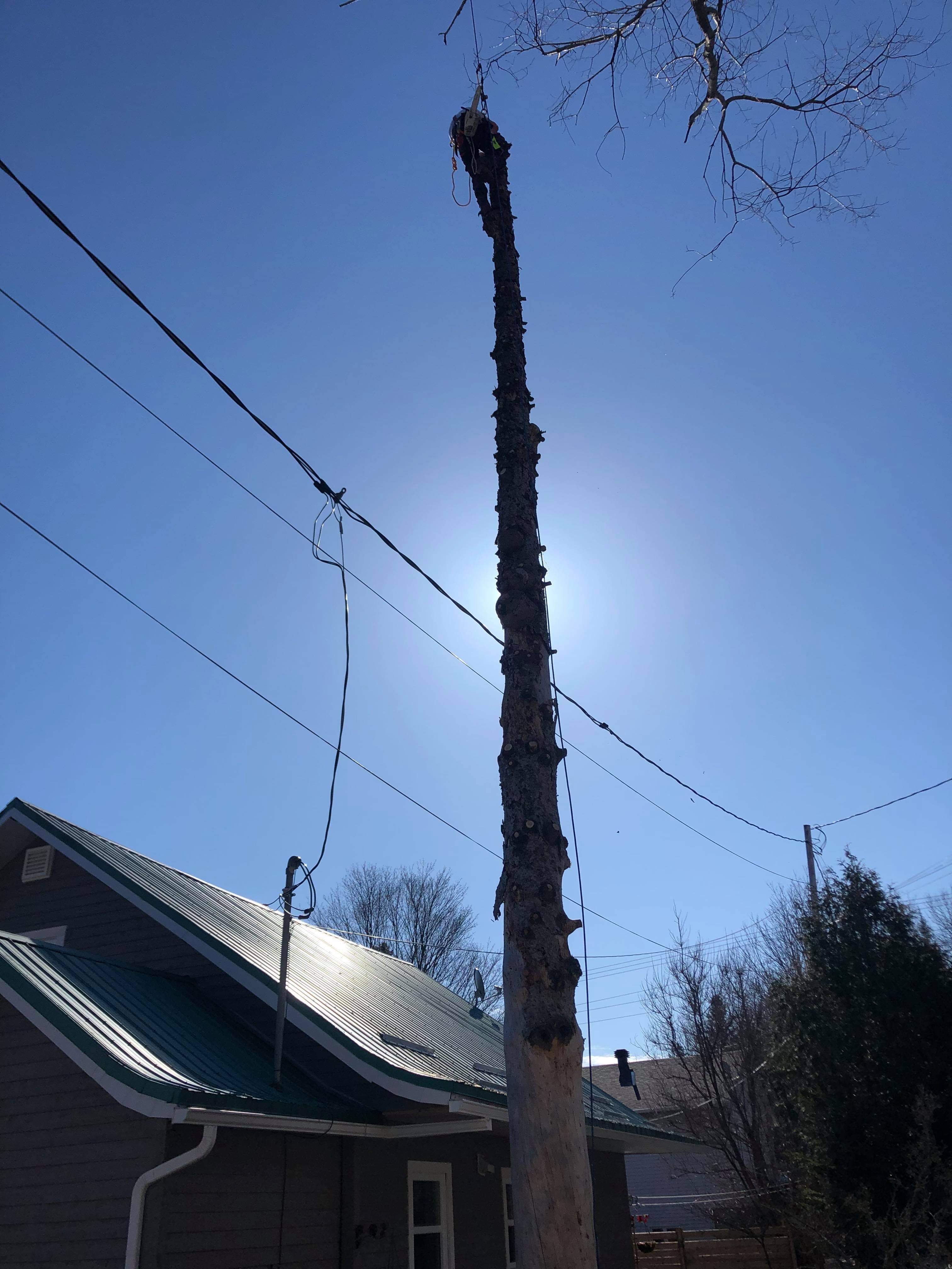 Images Élagage Frère d'Arbres