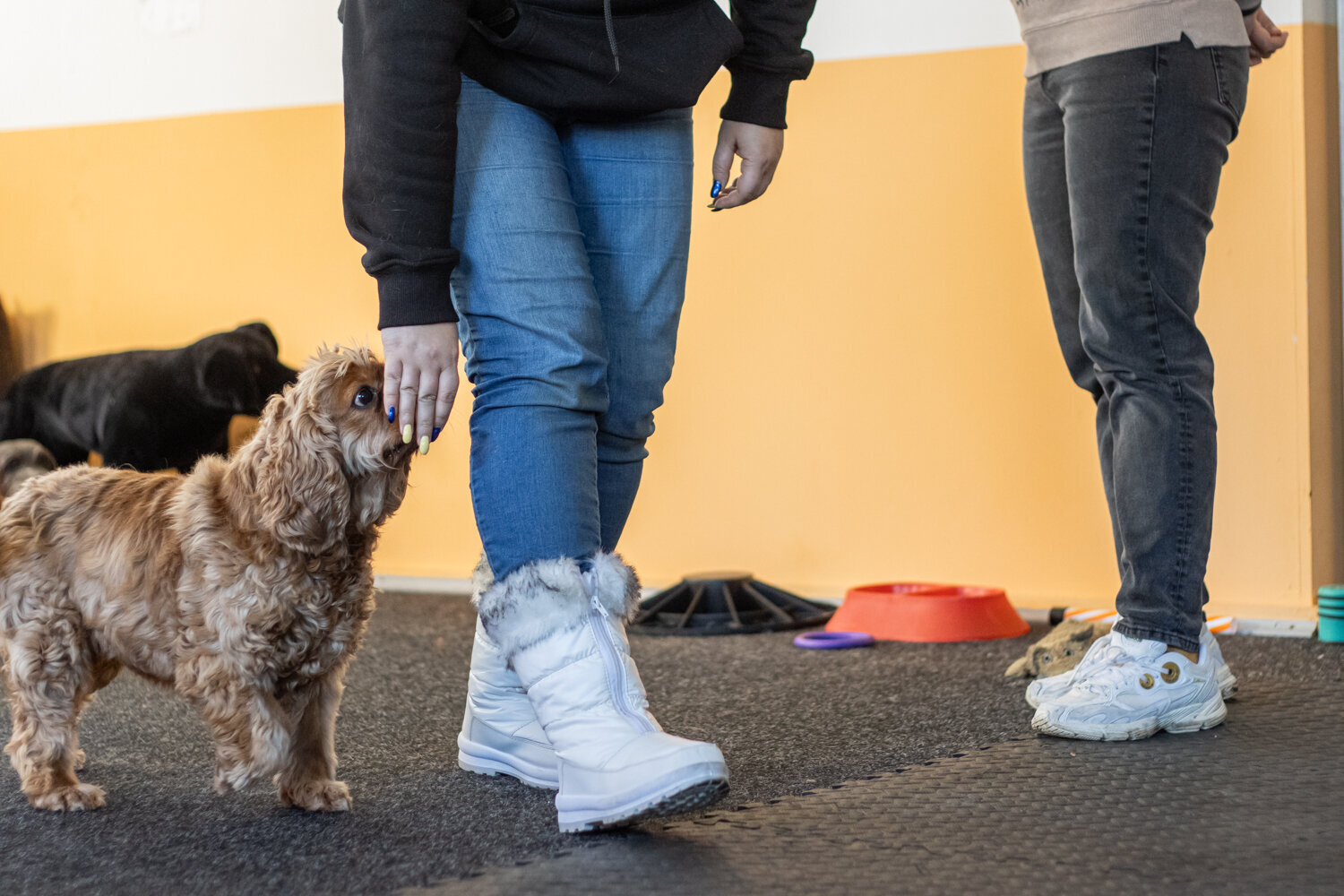 Bilder Hundezentrum Lapki