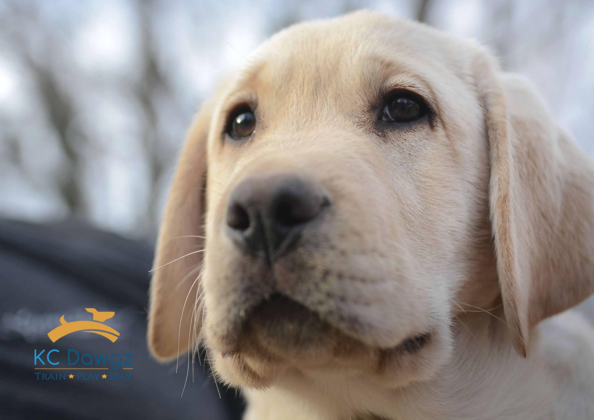 lab puppy