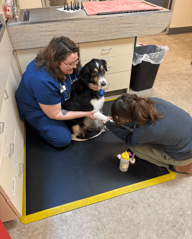 Images VCA Southeast Portland Animal Hospital
