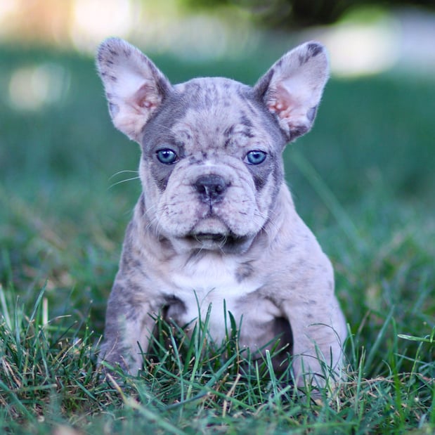 Images Gold Paw Canine