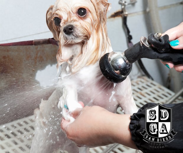 Images San Diego Grooming Academy