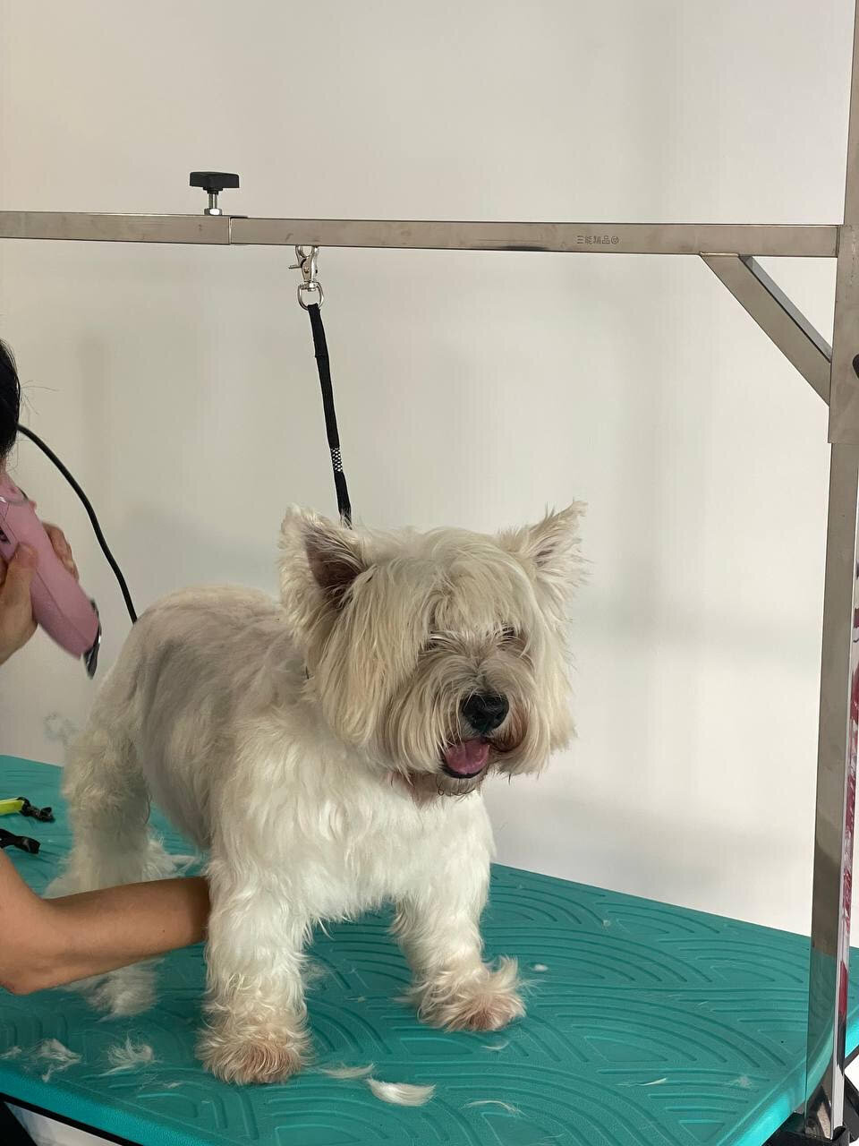 Images Paw&Go - Autolavado de perros y peluquería canina