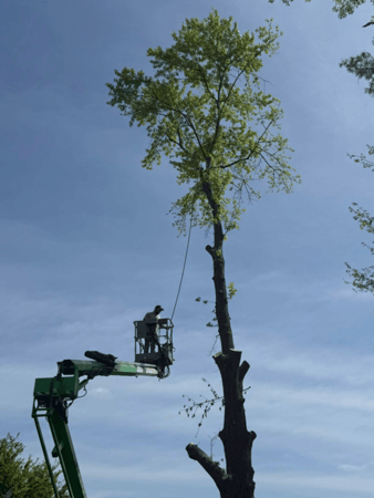 Images Mason Tree Service