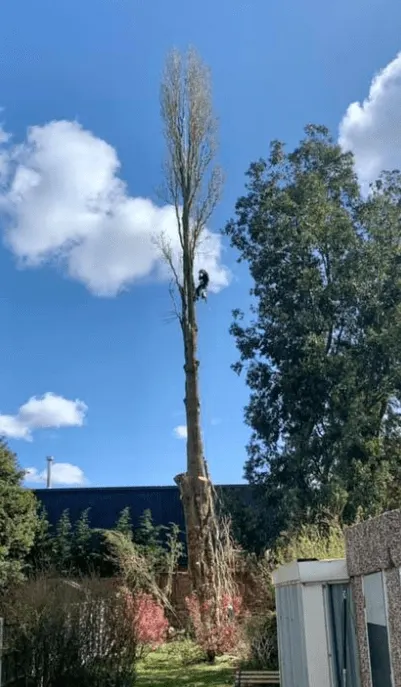 Images Tree Wise Men Warwickshire Ltd