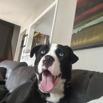 Images Canine Harmony