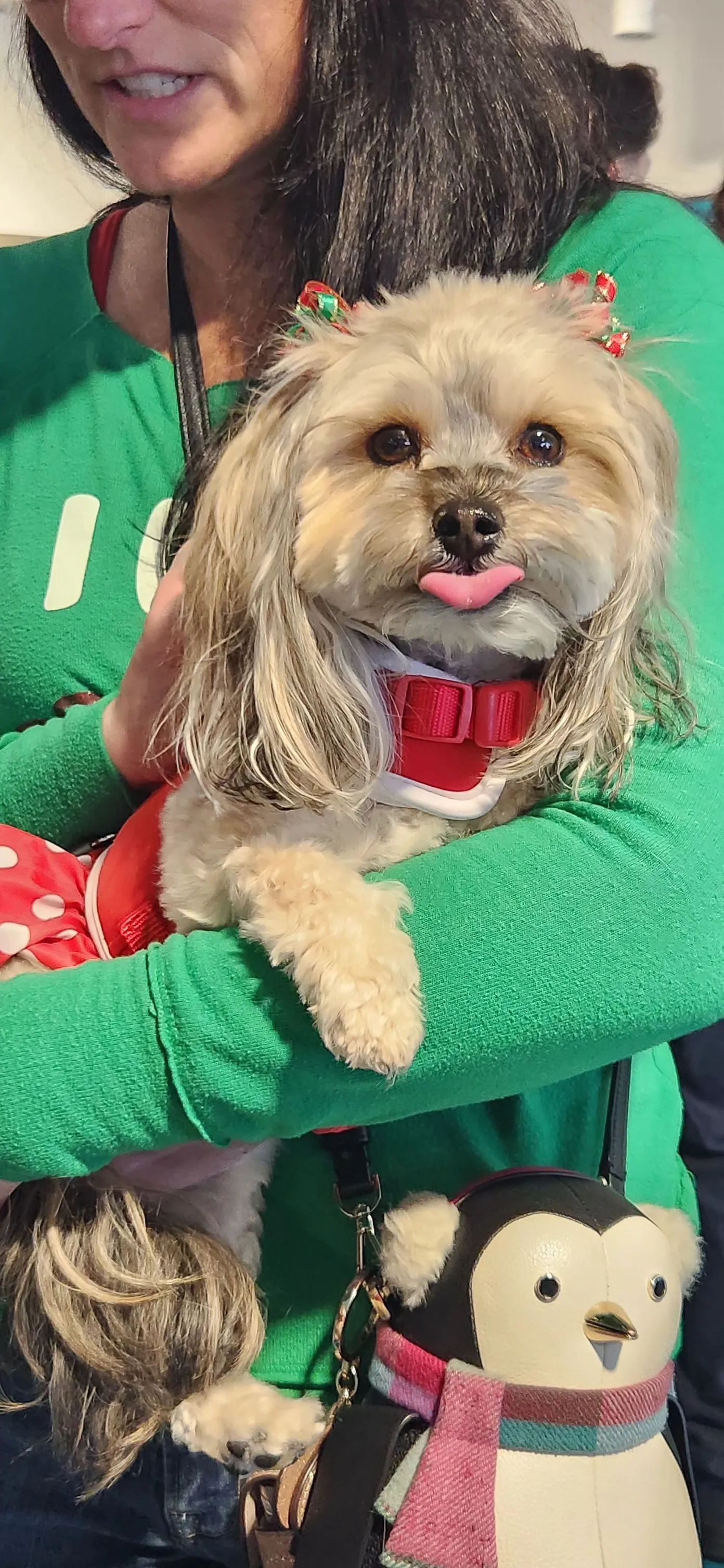 Image of Local Pet Event Photos with Santa! Nearby