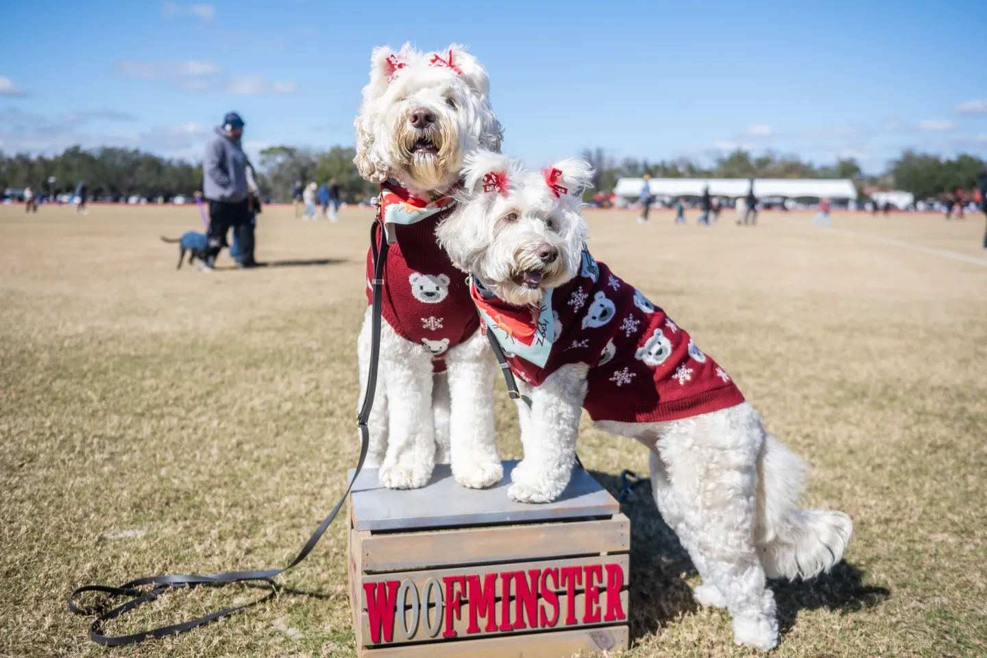 Image of Local Pet Event Woofminster Dog Show at the Sarasota Polo Club! Nearby