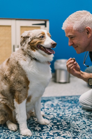 Images PetVet365 Pet Hospital Aurora