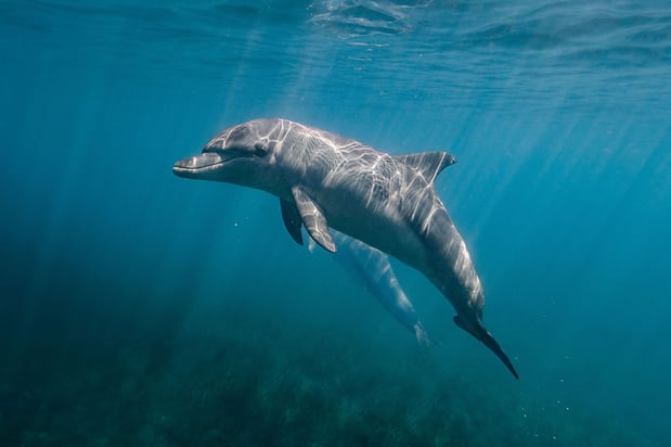 Images Key West Boat & Jet Ski Adventures