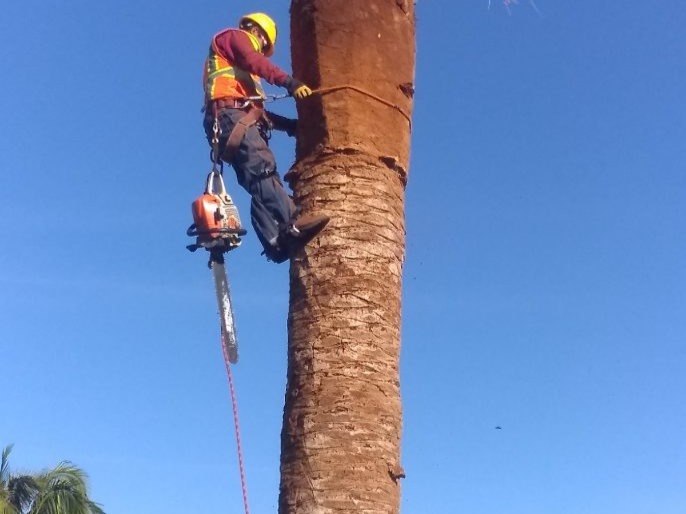 Images Cortez Tree Care Inc