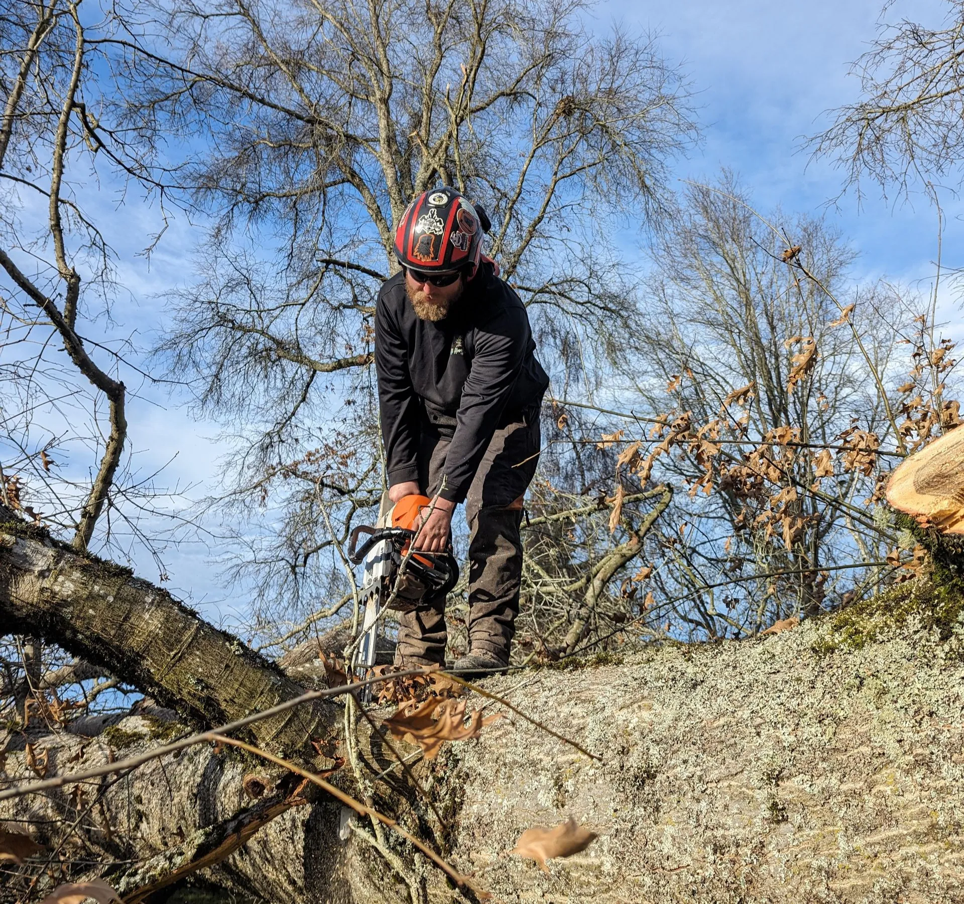 A tree care professional uses a chainsaw to section a large fallen tree safely. The image demonstrat 