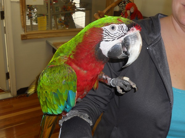 wholesale bird and cage in saint charles mo 63303 wholesale bird and cage in saint charles mo 63303
