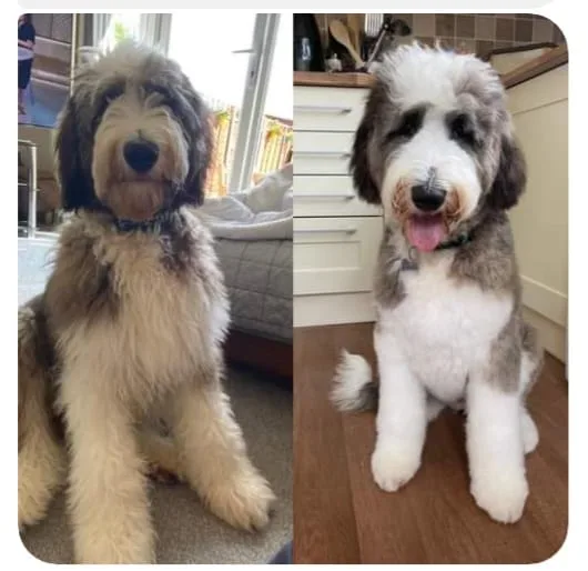 Images The Pawfectionist