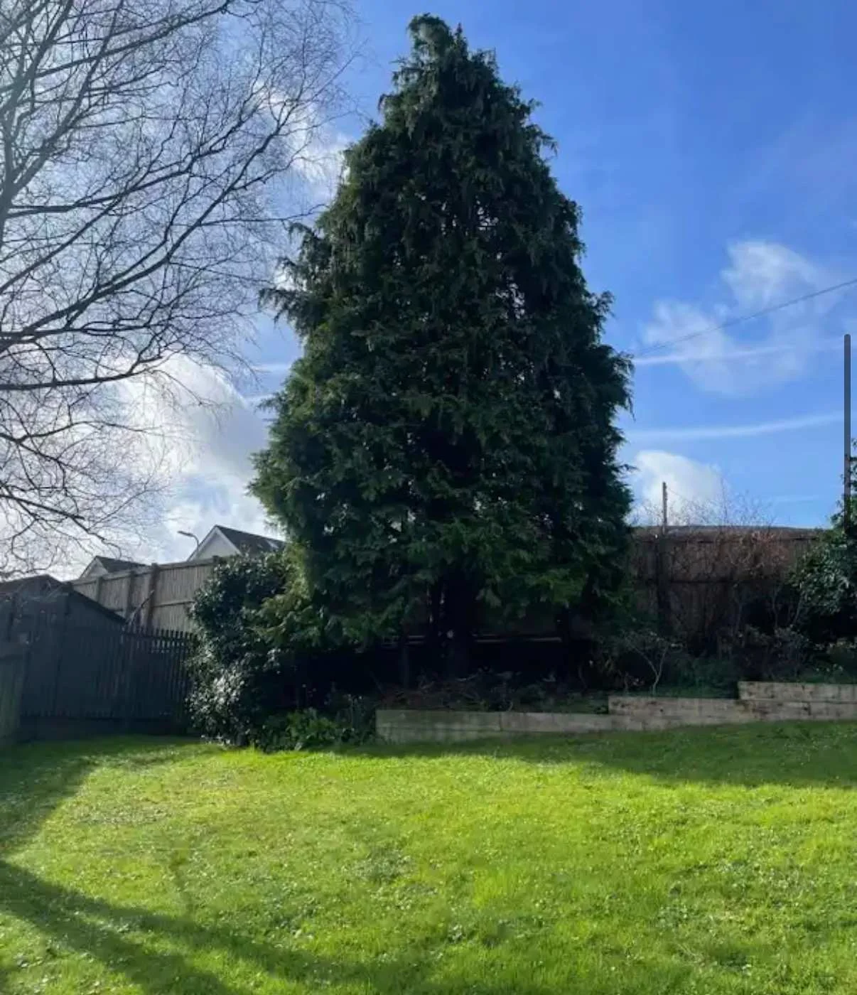 Images Tree Doctors & Landscaping