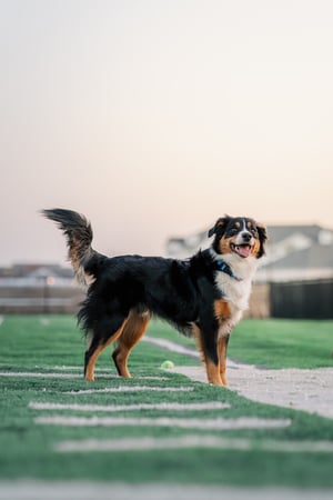 Images Crate Escapes Dog Park + Bar