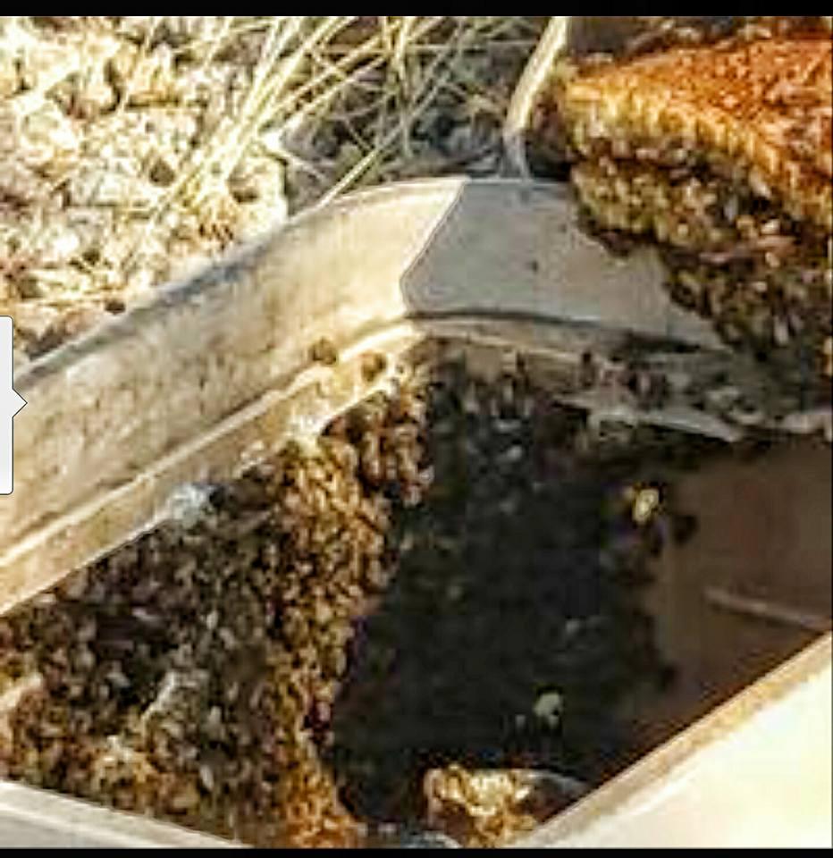 Pied Piper Pest Control