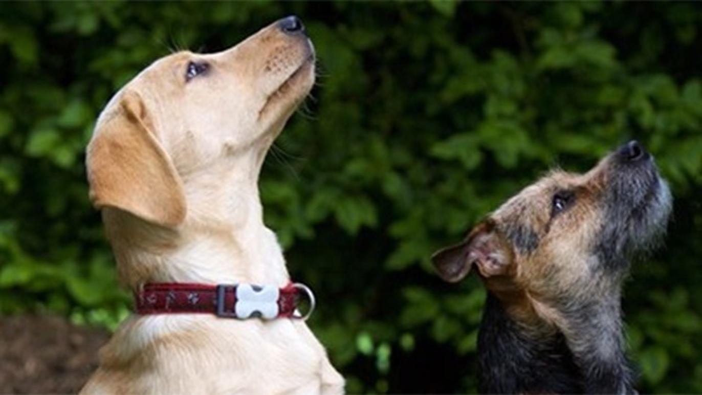 Images Billund Dyreklinik - Vetgruppen A/S